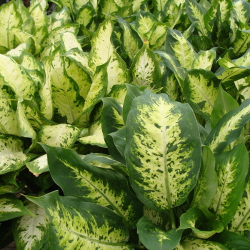 Dieffenbachia Plant